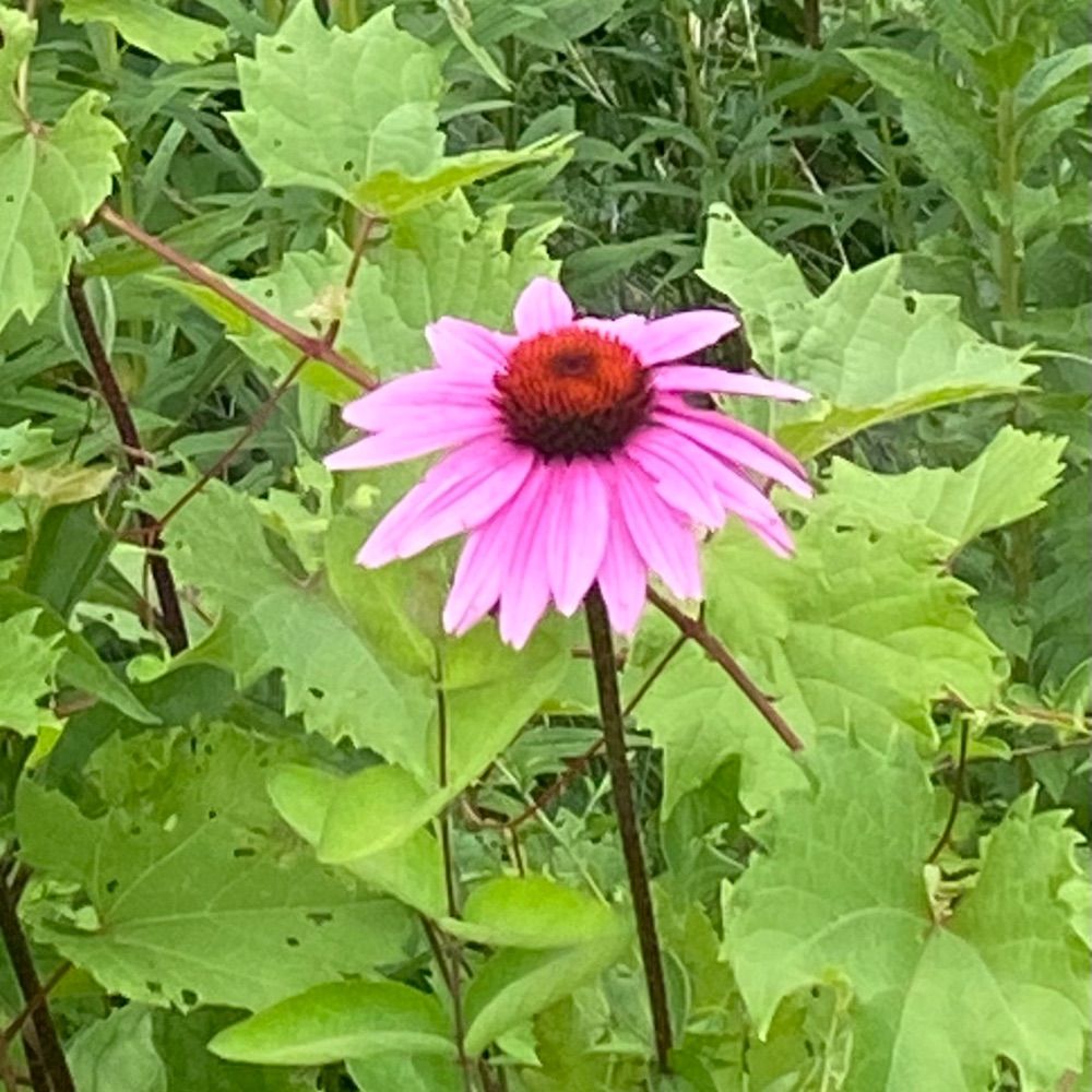 Vermont Gardener