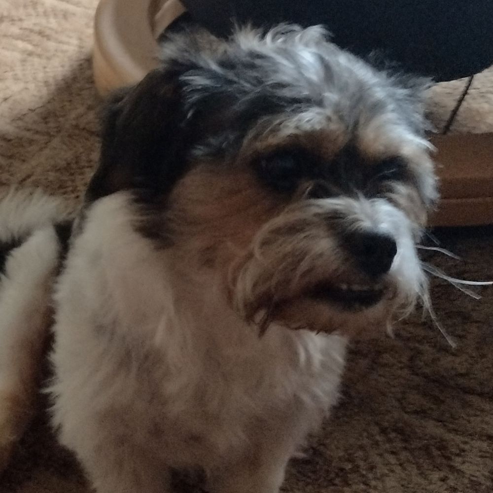 Benji