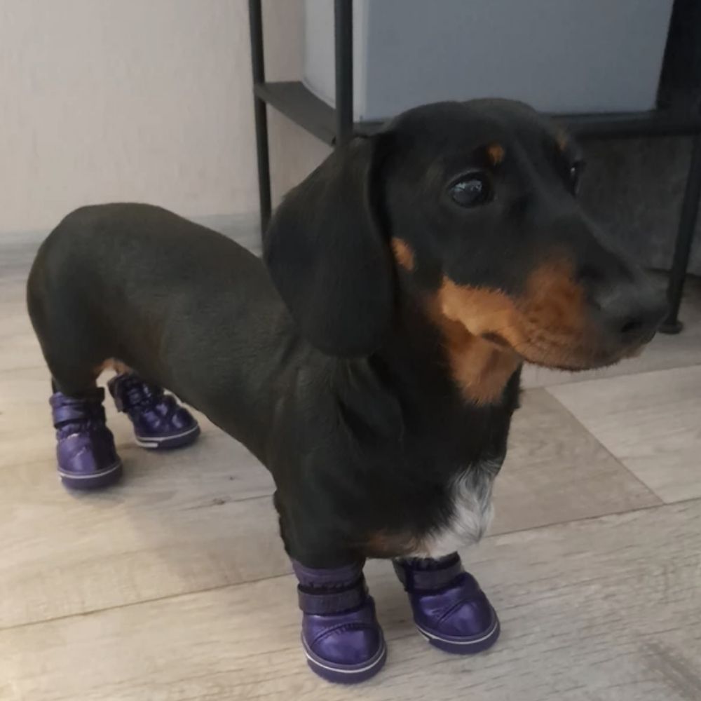 nobi