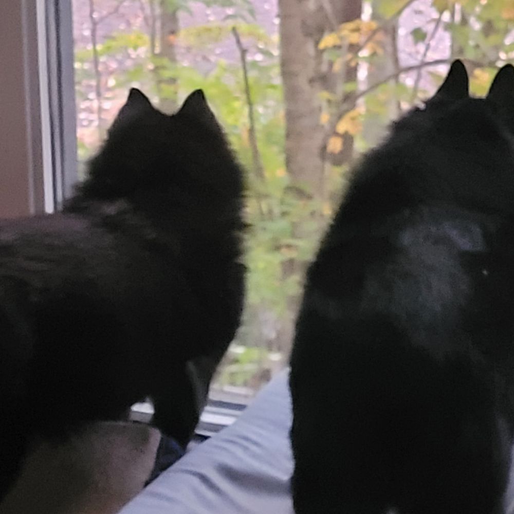 SchipperkeSaver