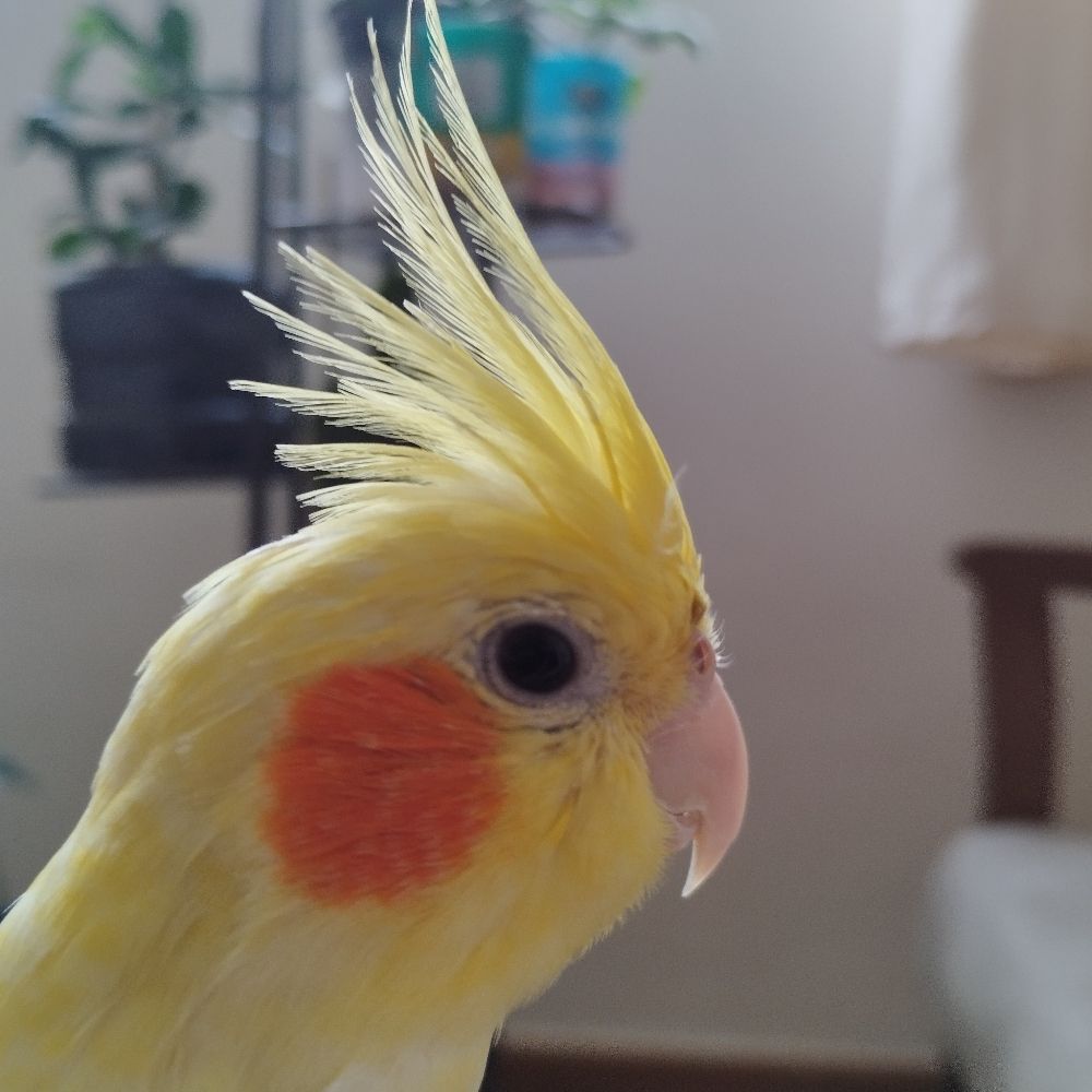 Pherseu