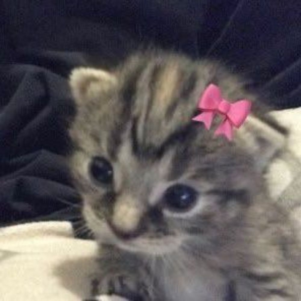 Lulu 💋