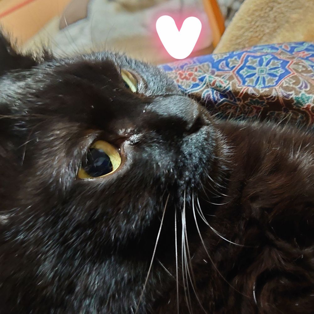 おはりや ねこしまねこ。🐱こめこ