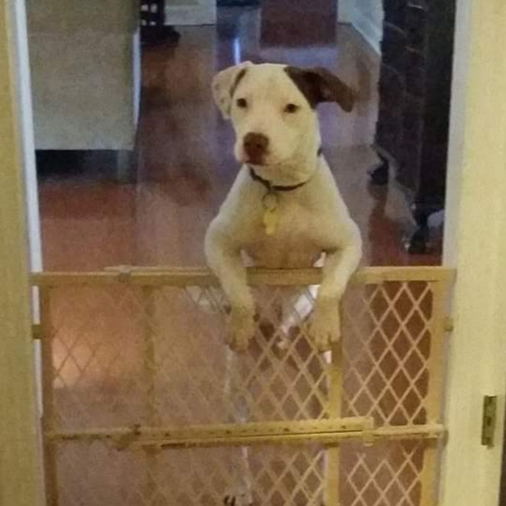 T-rex
