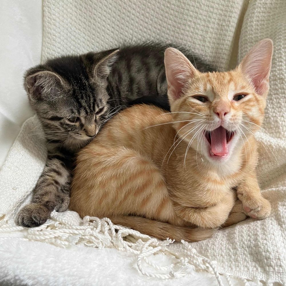 bleh