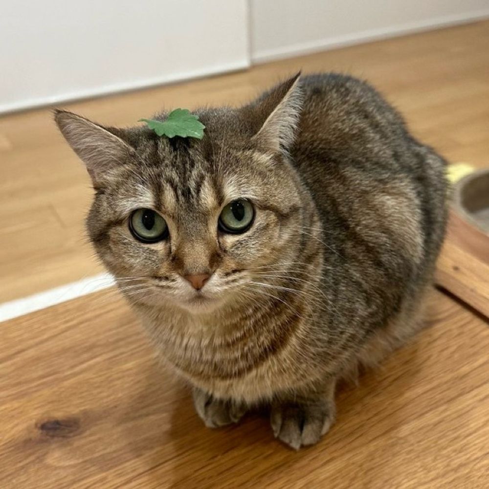 ほろよいねこ💭まな