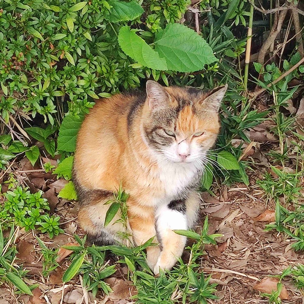 ねこねこ🍄しめじぐみ