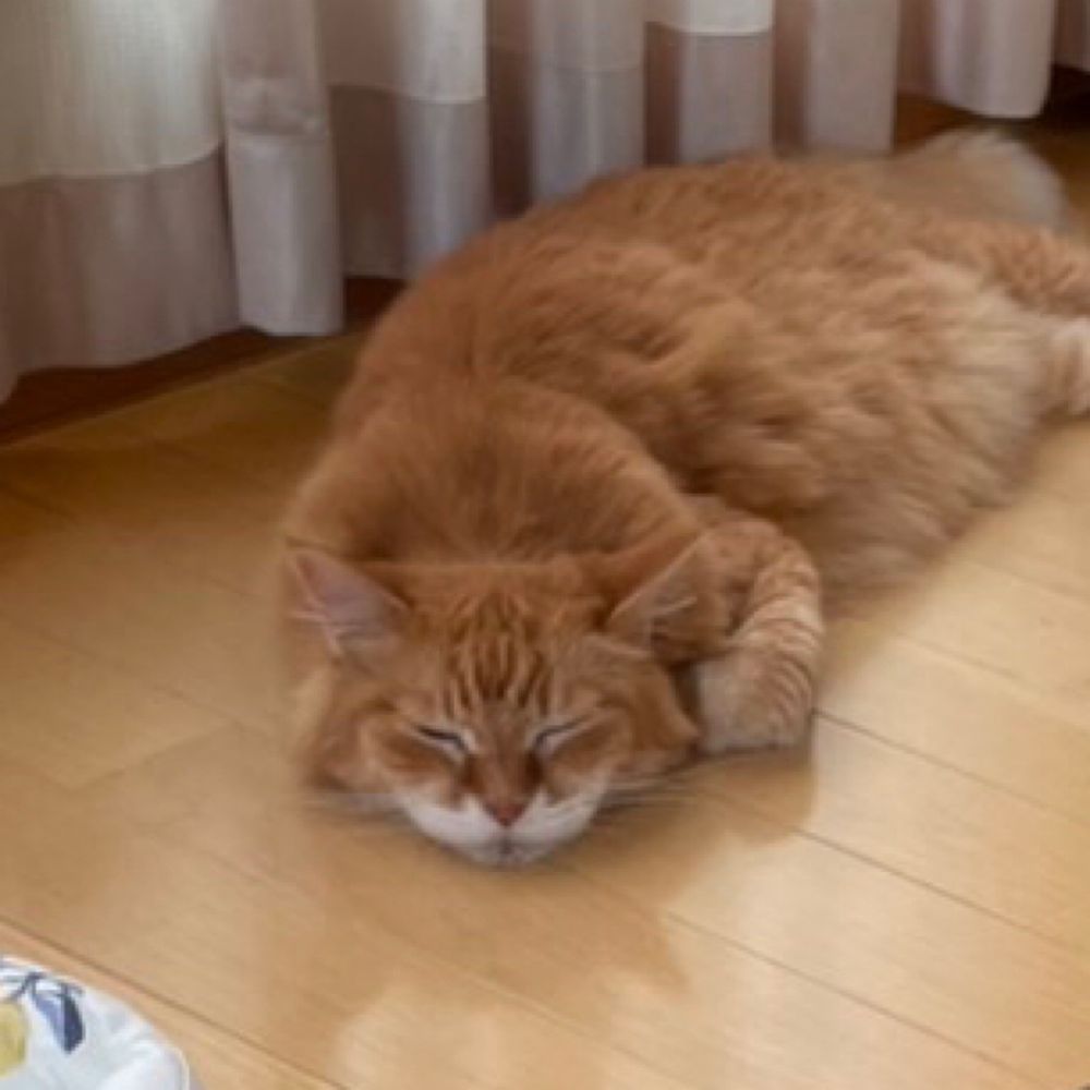ましゅー