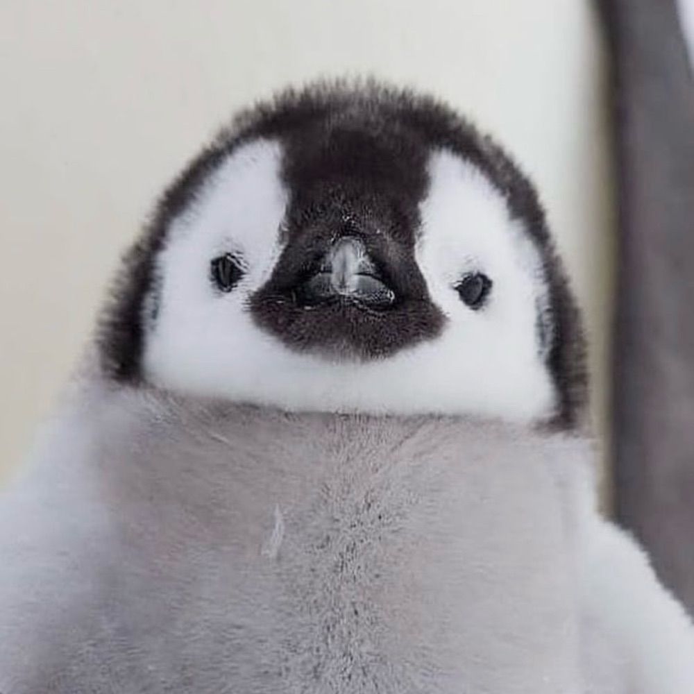 🐧