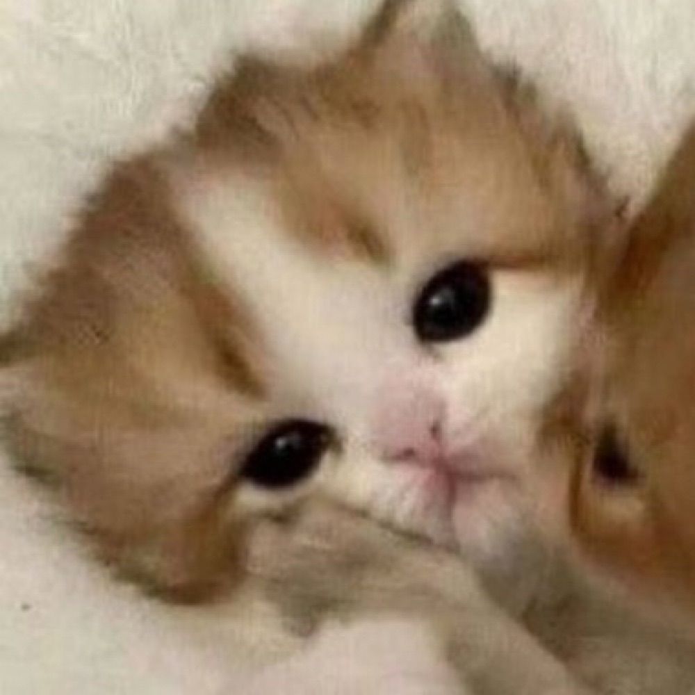 Kitten images !! (=^ェ^=)