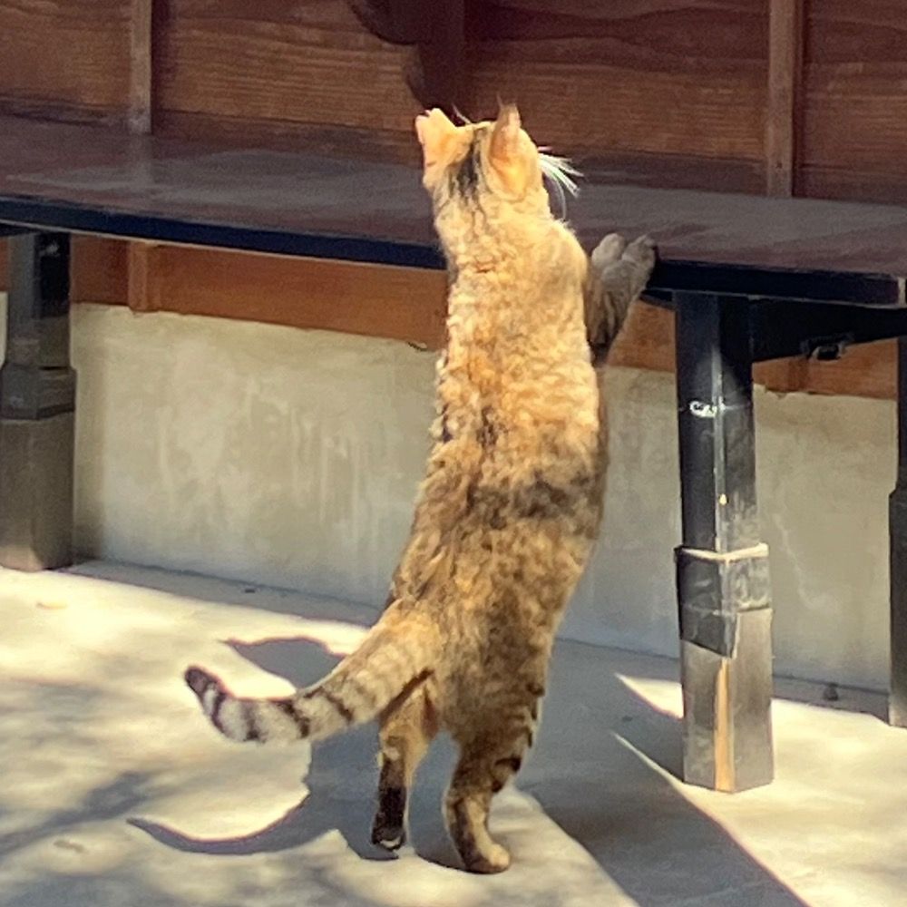 ふじた