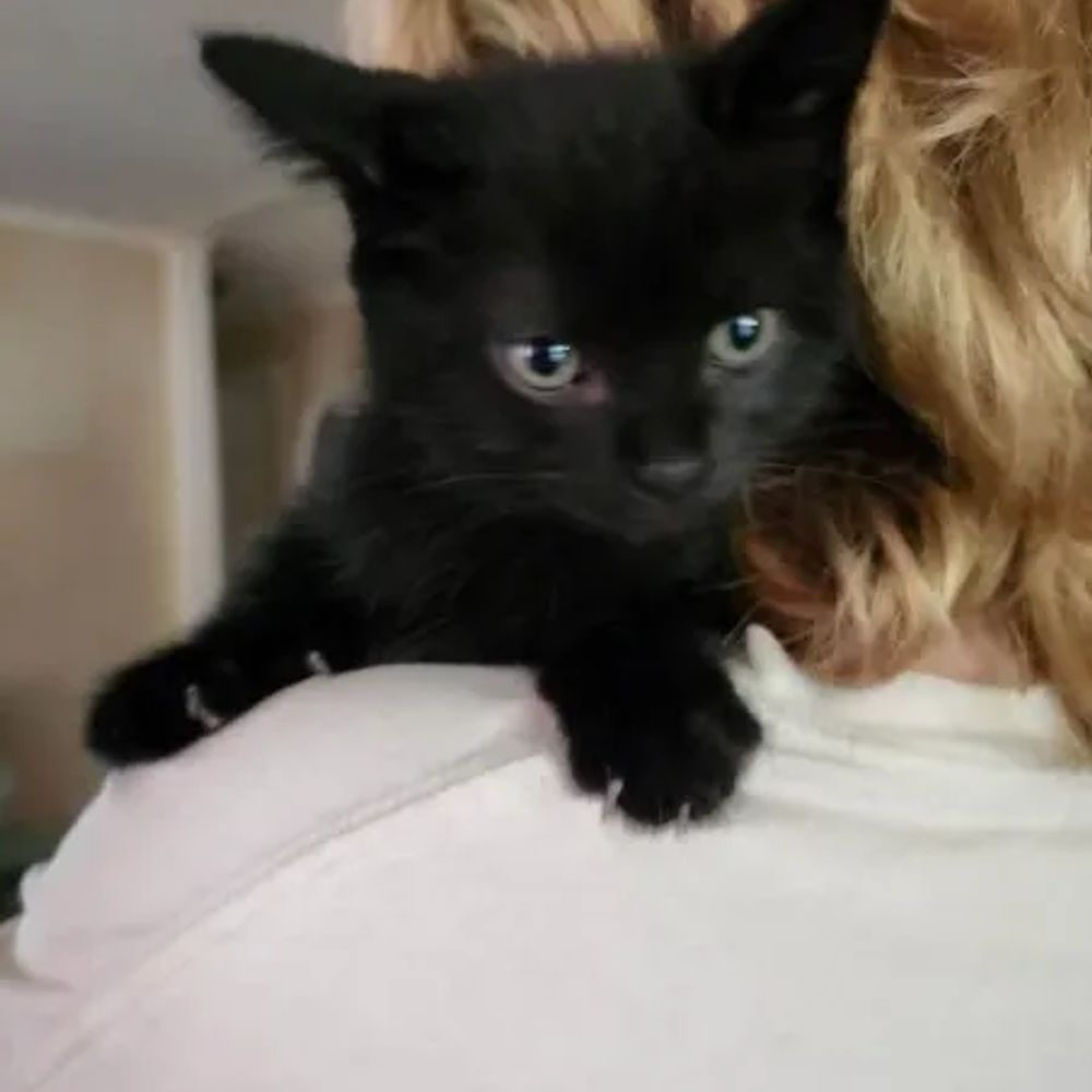Lord Bagheera Houdini The First