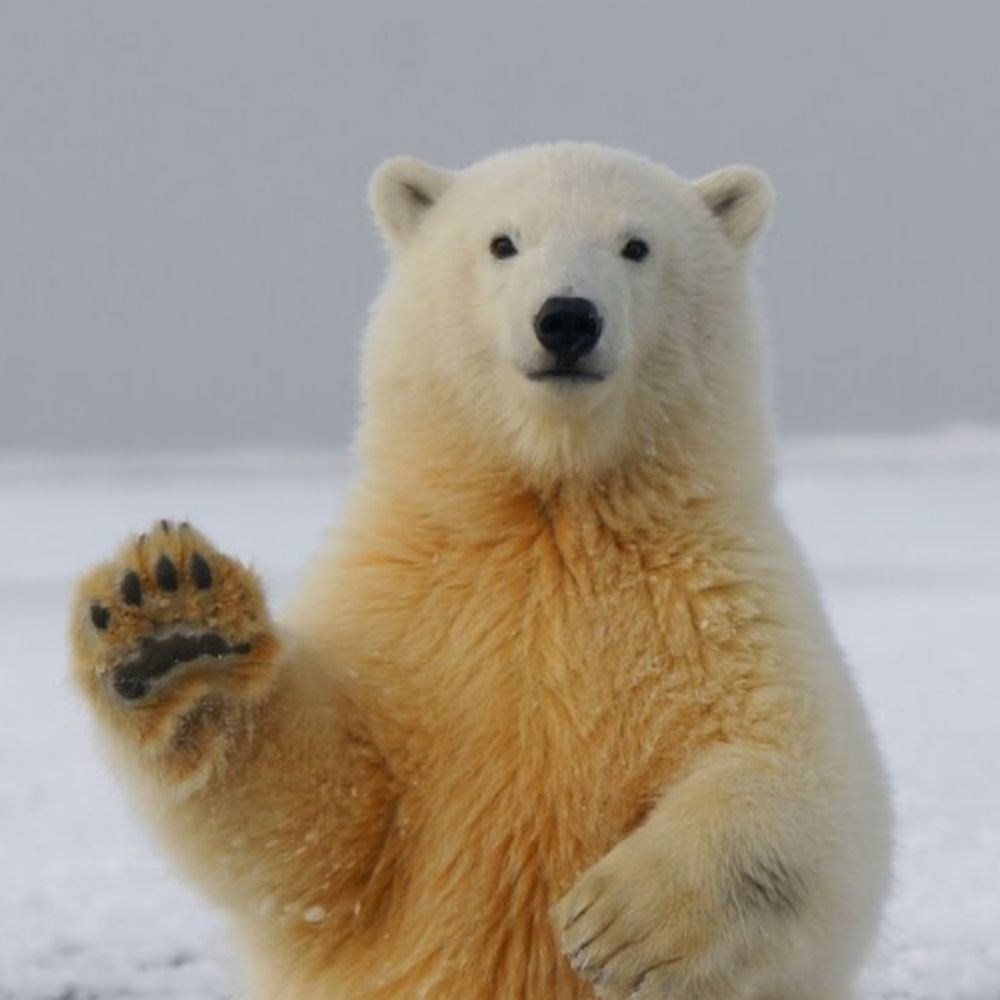 PolarBearSwears