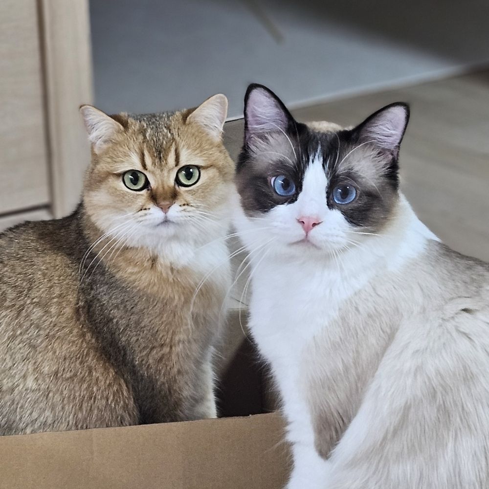 JJangCat