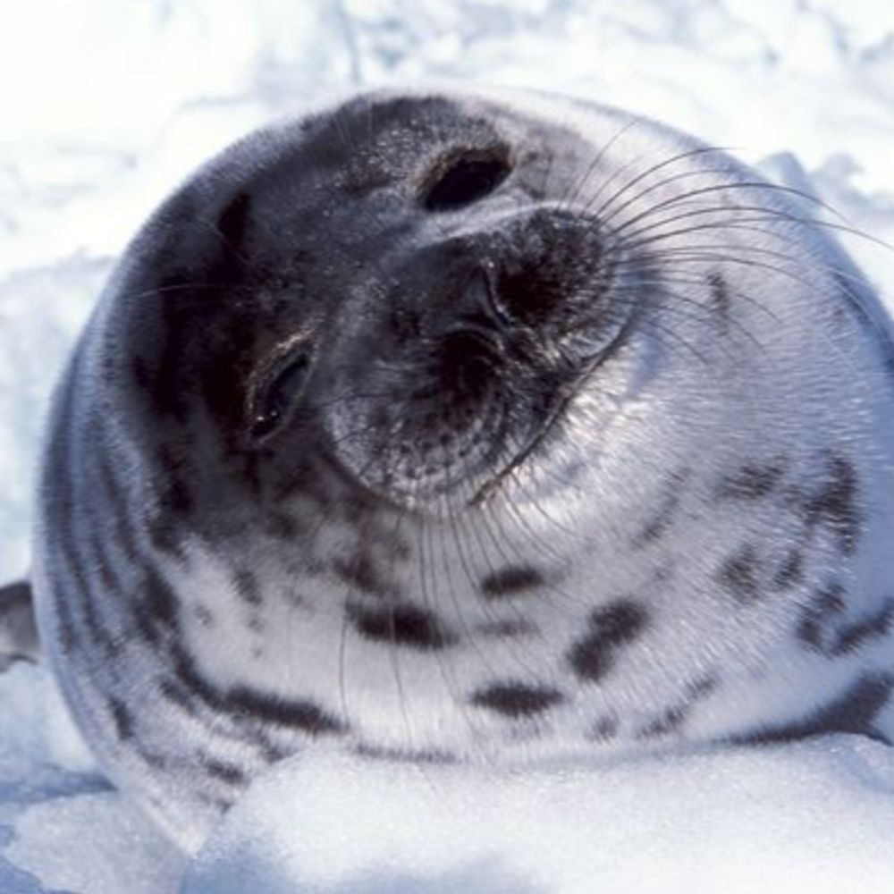 just a seal