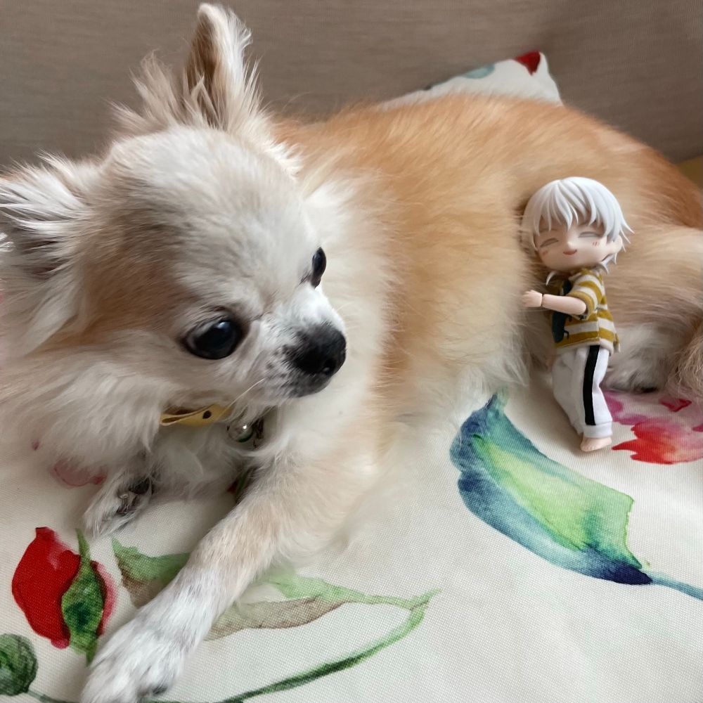はるる🐾