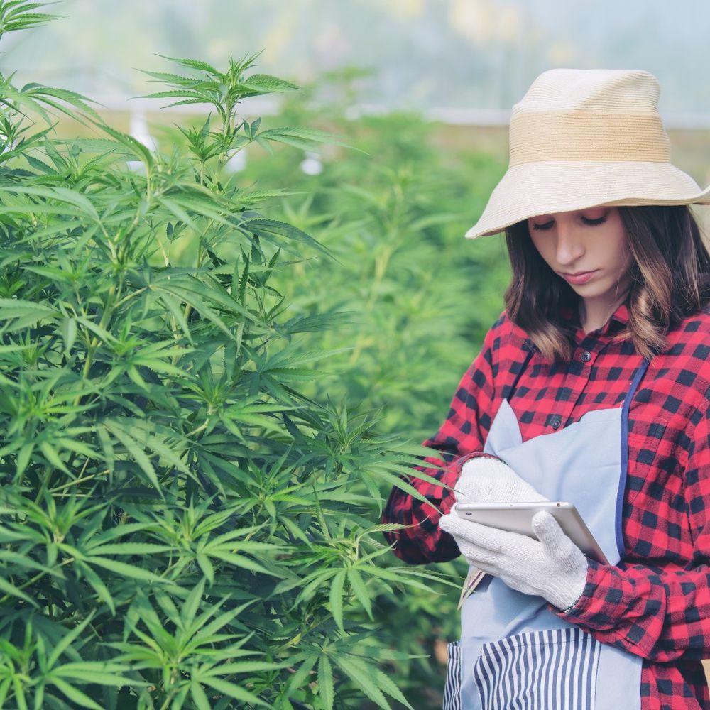 MJ @ myCannaBlog