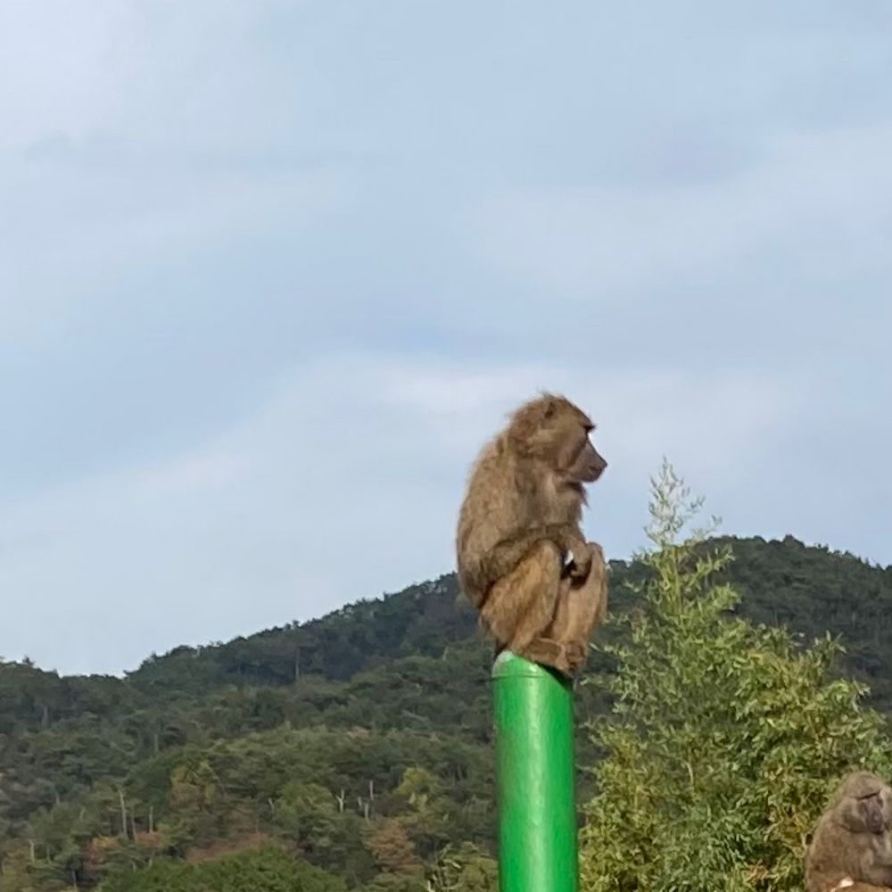 もち