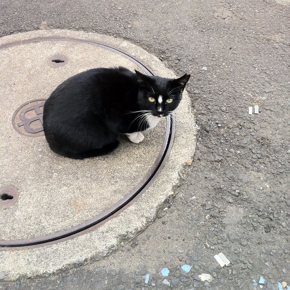 neko