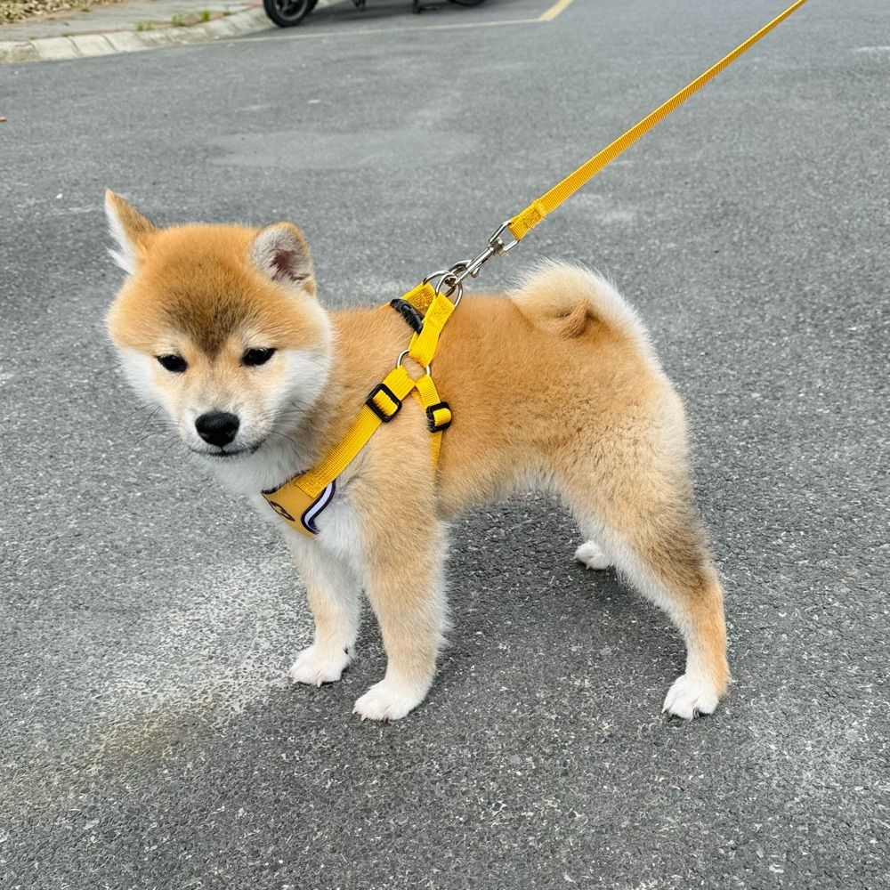 锦绣丝路
