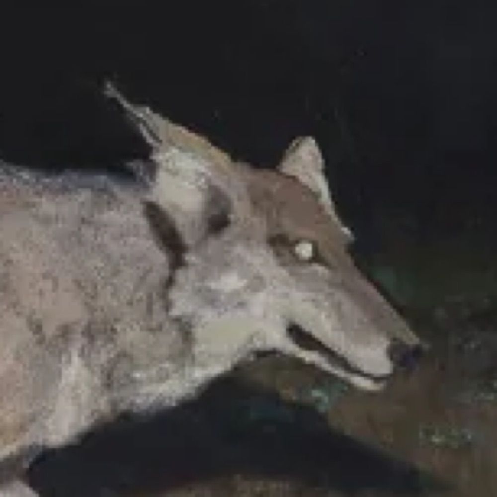 thistledog