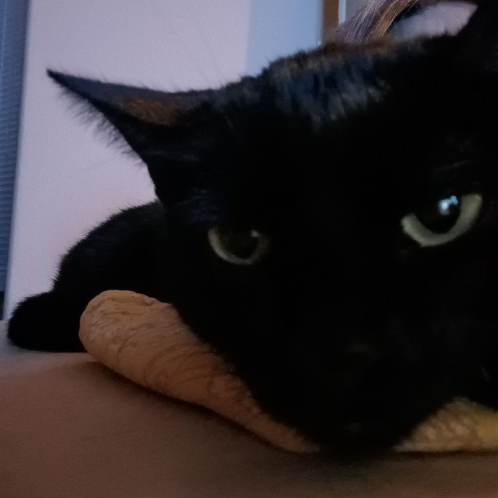 Caviar the Cat