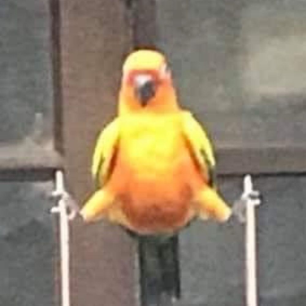 뽁뽁이
