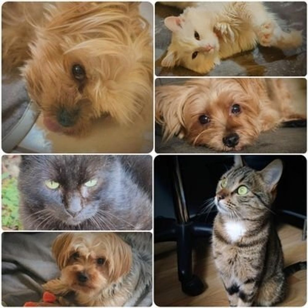 🐶Idjy Moïra Nigelle🐶 😺Viper, Yka, Laïka😺🐍🦎