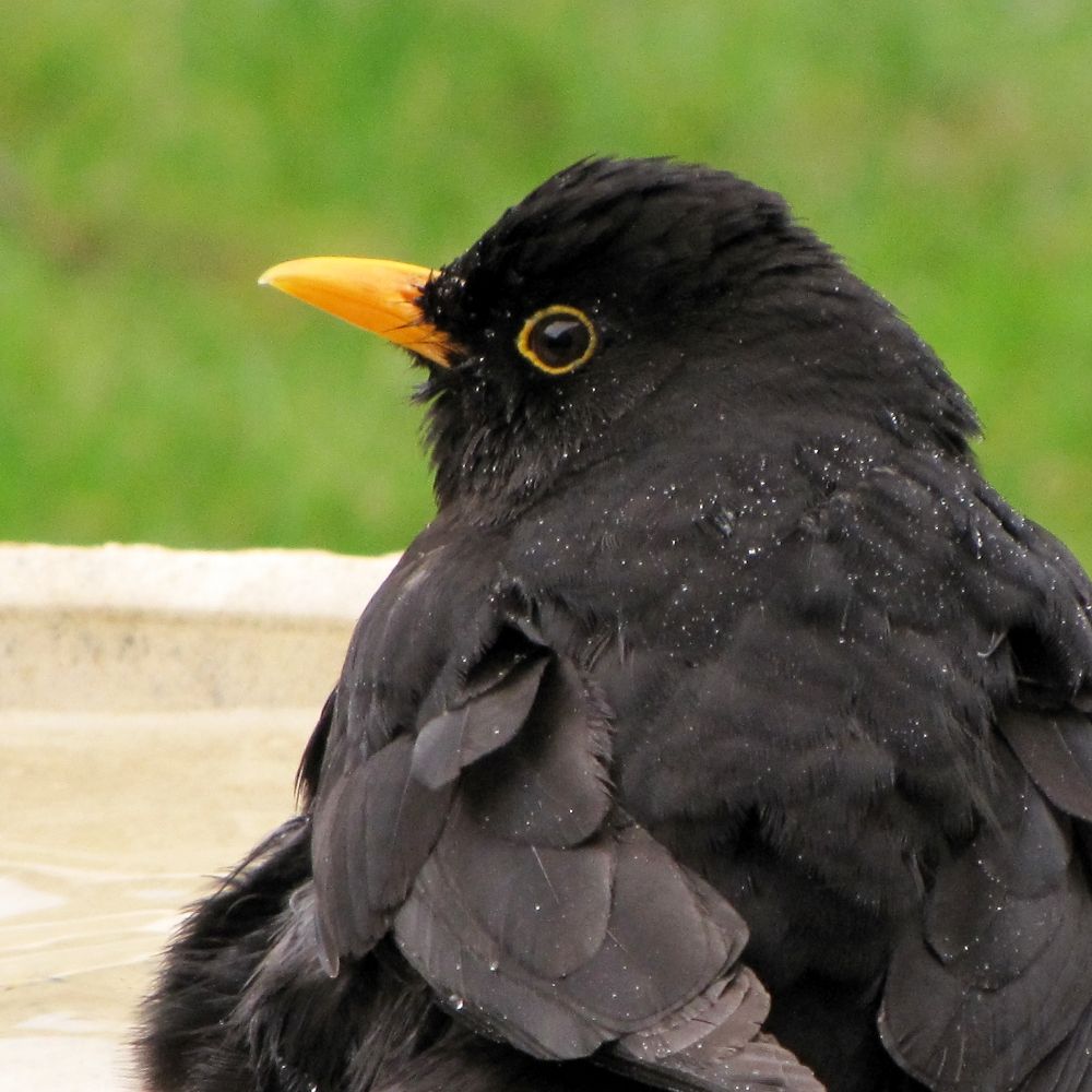 binbird