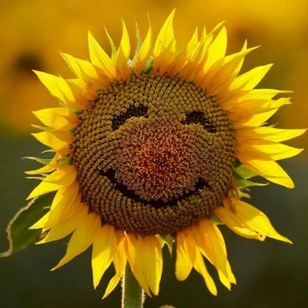 Pollinate My Face