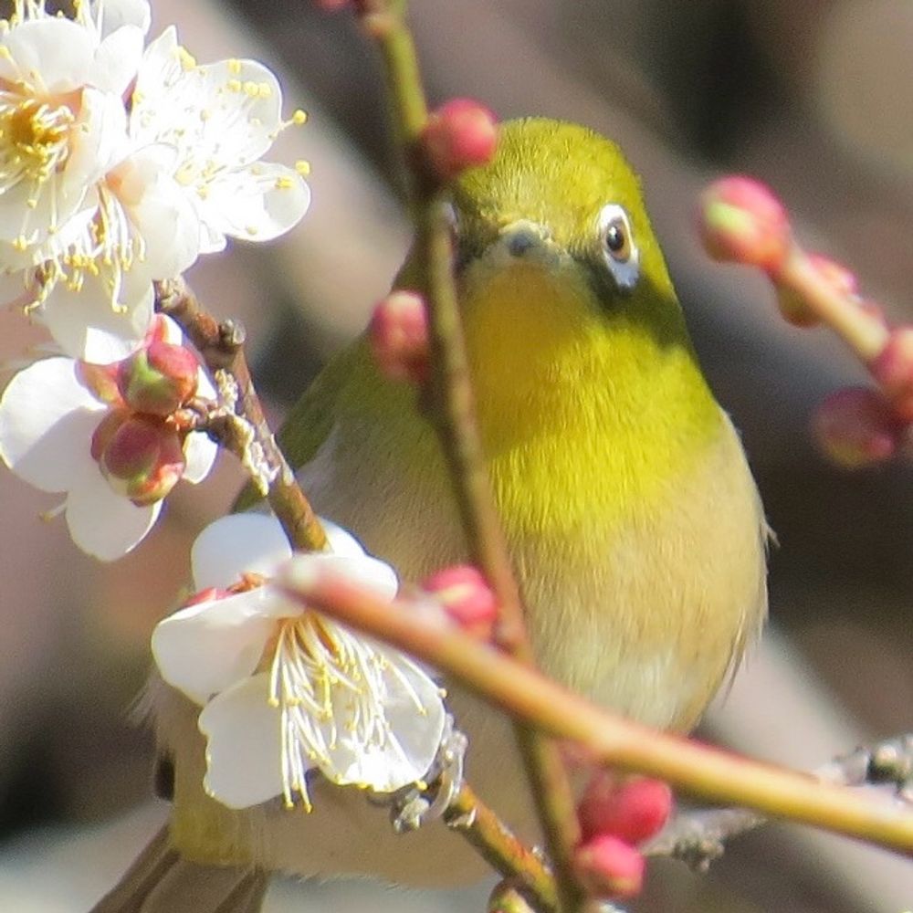 えん💙💛