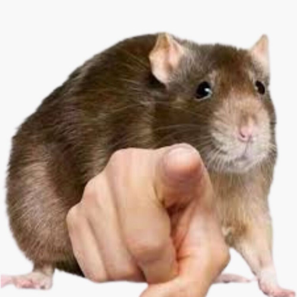 Rat King Seltas