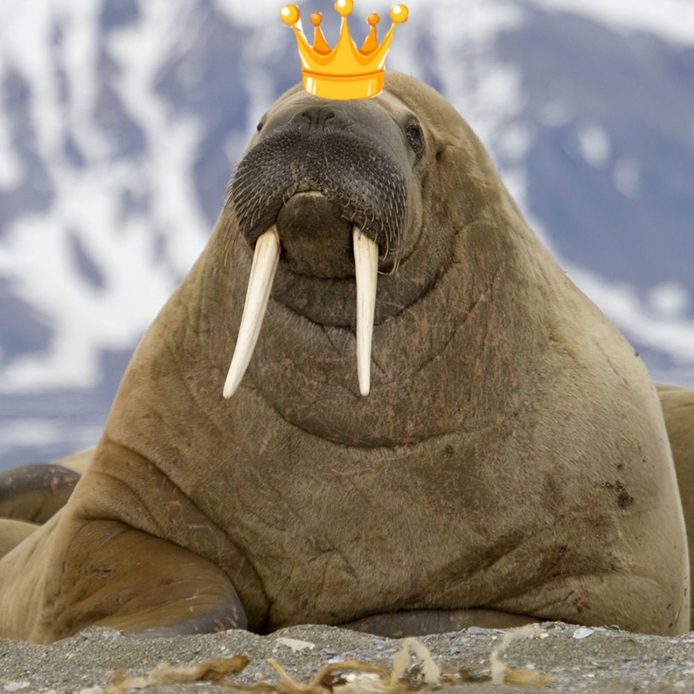 The Walrus King