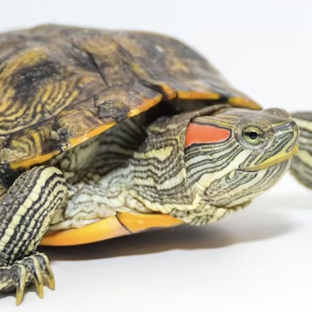 CursedturtlE