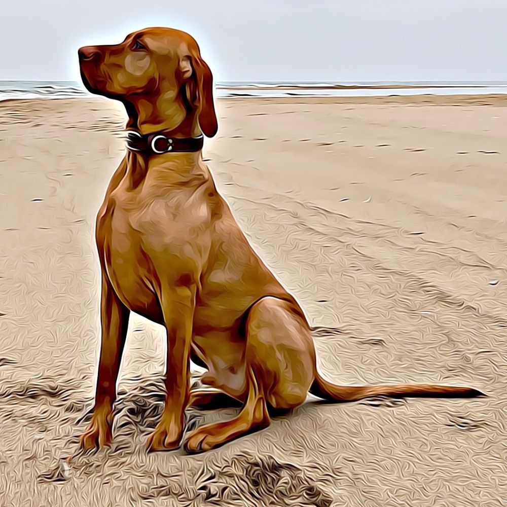 Hungarian Vizsla