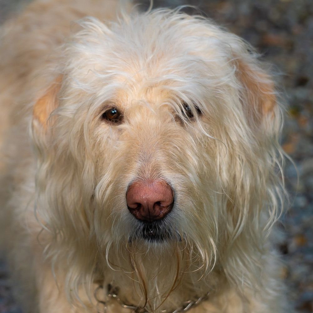shieldaig.bsky.social