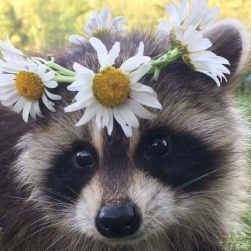 🦝⚧ Valerie ⚧🦝