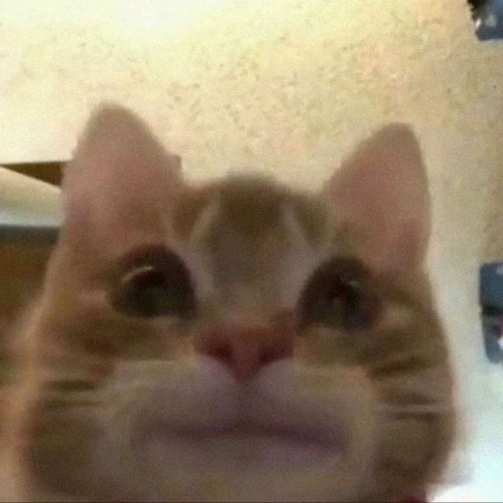 Cute Cats