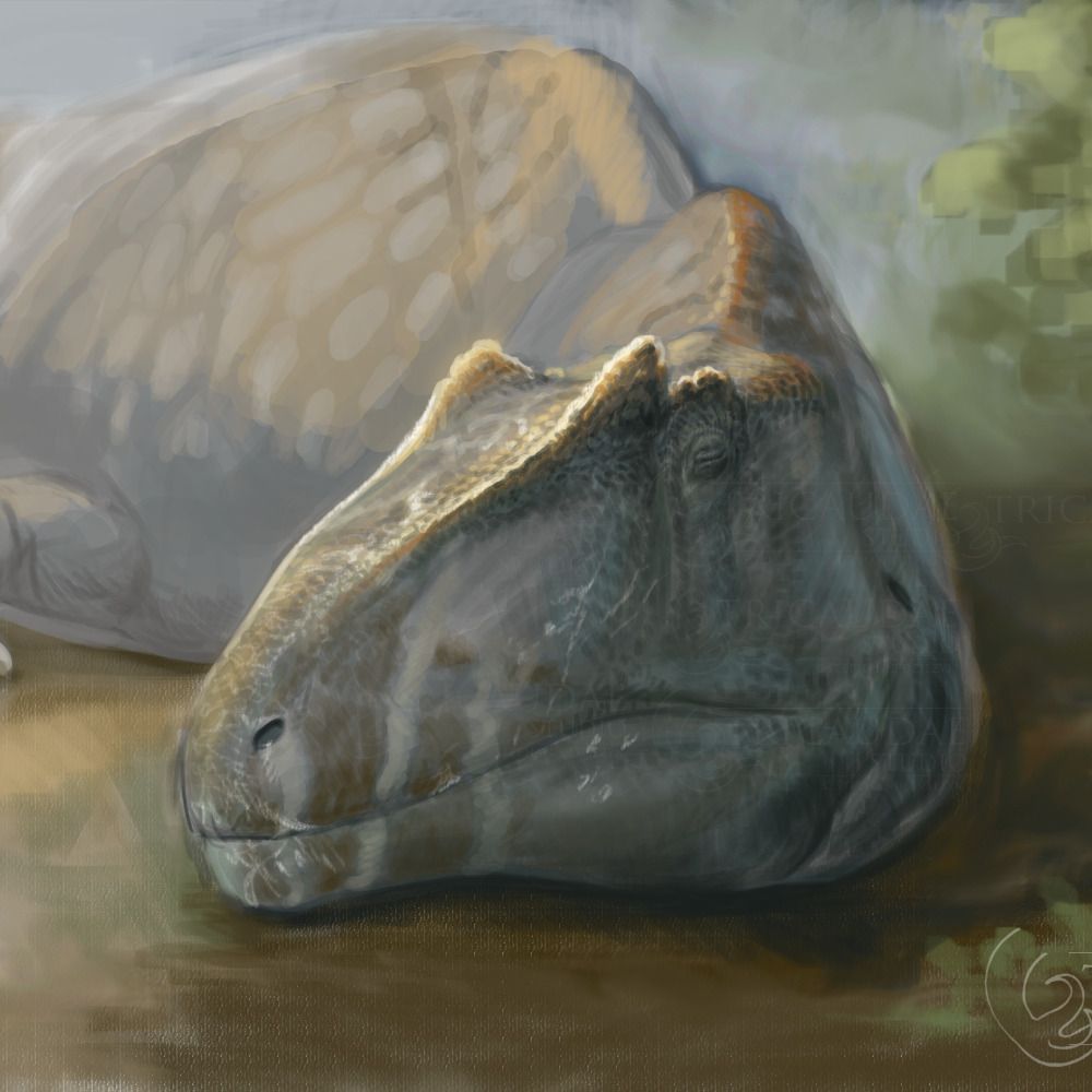 Stephanie Dziezyk  - Tricaudae Studio