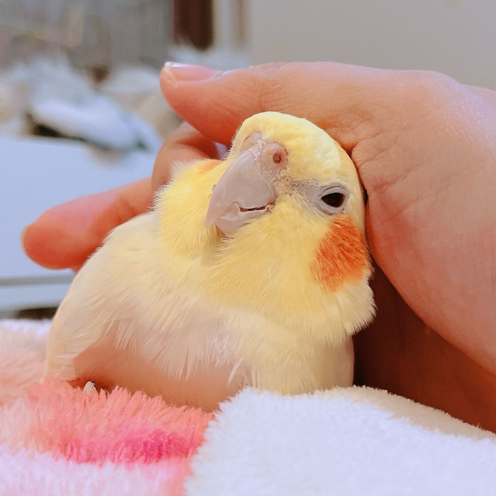 𝐄𝐋𝐋𝐘𝐈𝐒