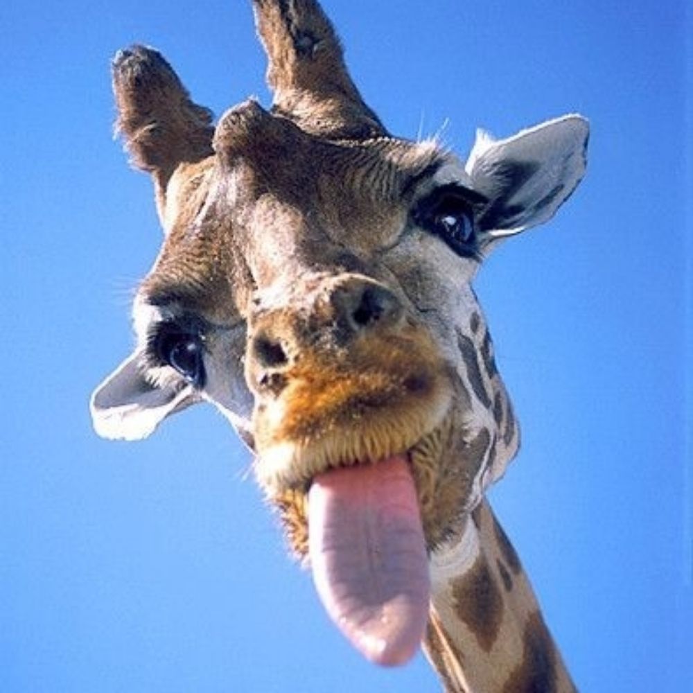 Amanda S  🦒