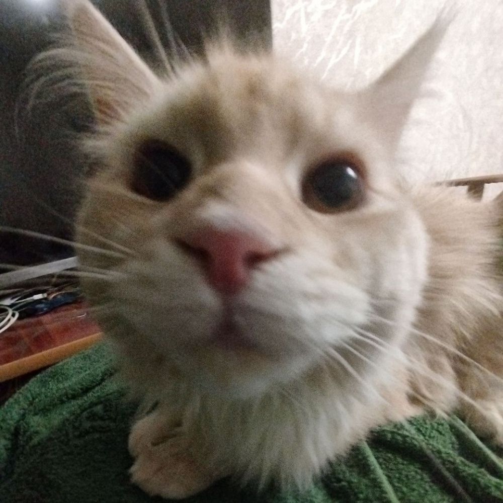 Батон Багетович🐾