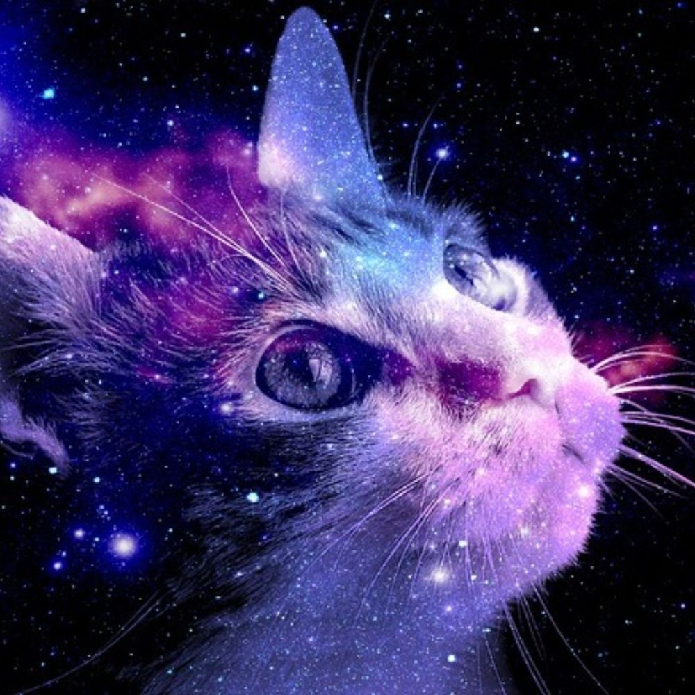 SpaceCat