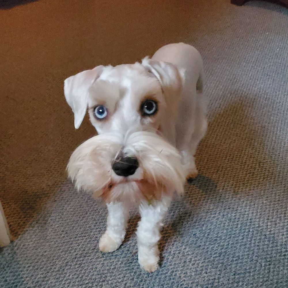 Mini Schnauzer Luv