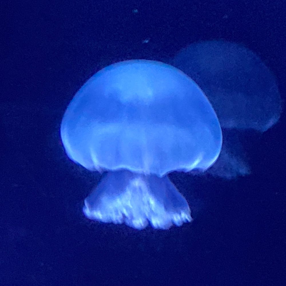 Lily-bell