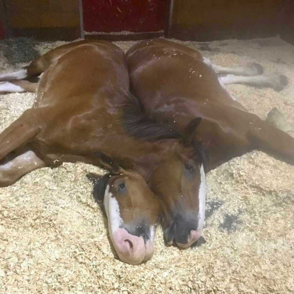 horsin around