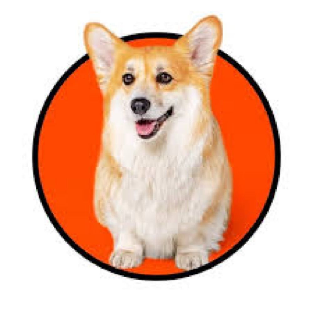 Maxine the Fluffy Corgi