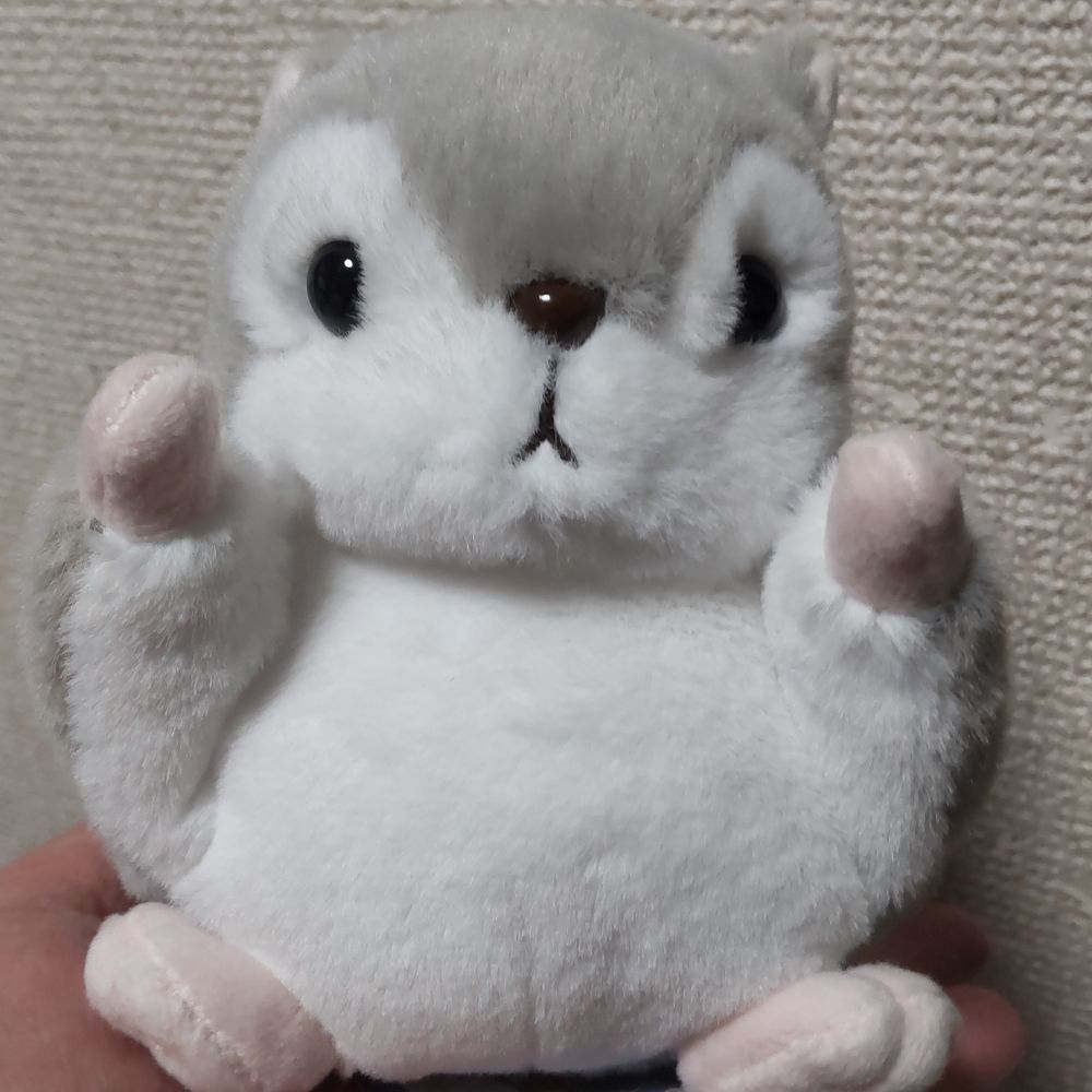 ちゃこ🐿️