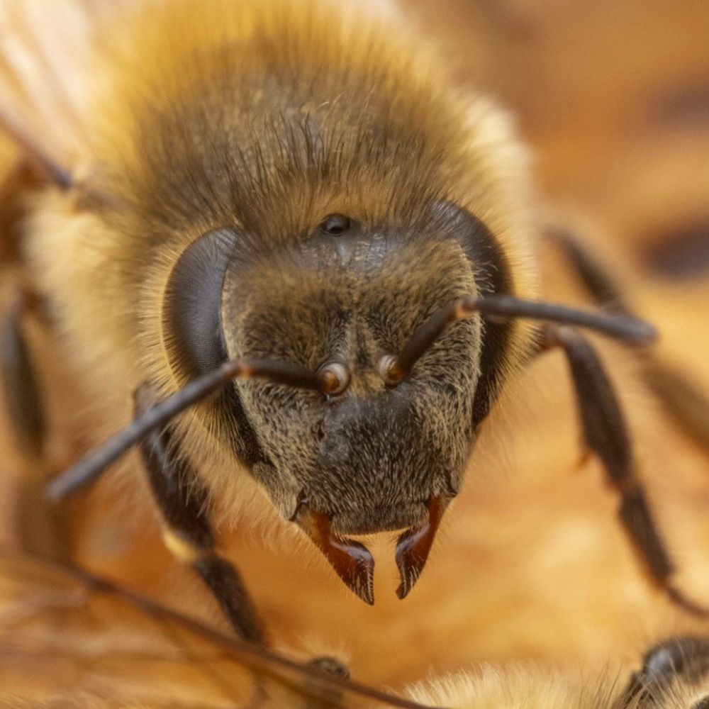 Bee Research Papers