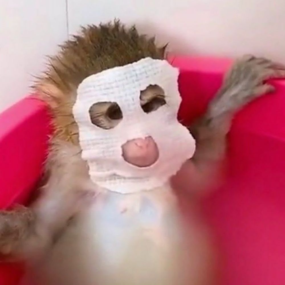 𝘳𝘢𝘵𝘪𝘯𝘩🐁